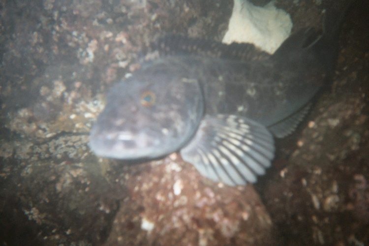 Whidbey Island - Ling cod with eggs