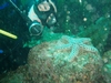 starfish at catalina island