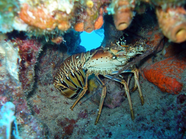 key largo