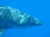 guadalupe great white Sept. 07