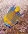 Queen angelfish that I saw snorkeling in Jamaica