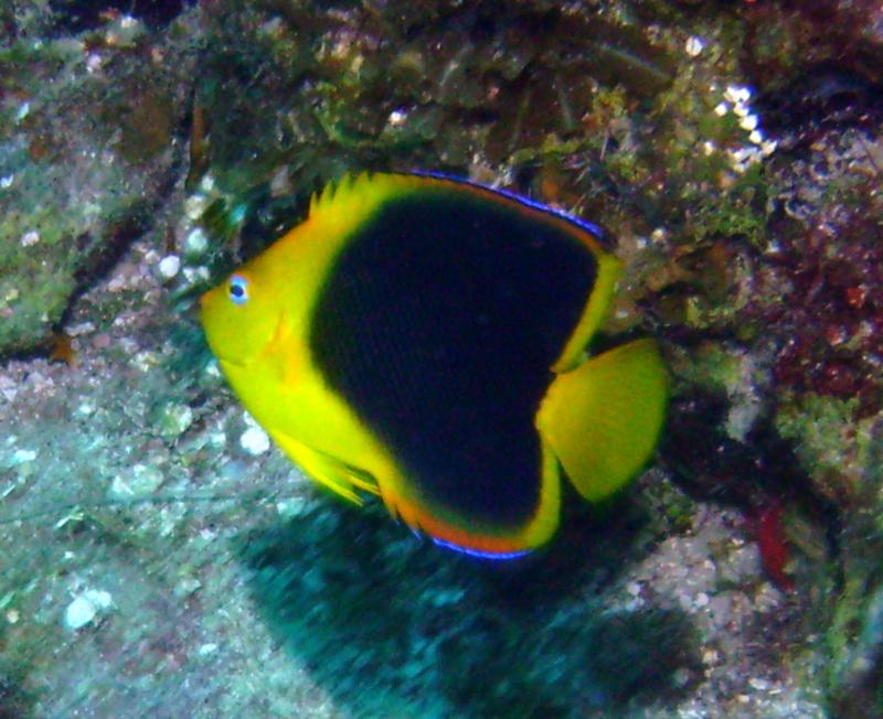 Jamaica fishy