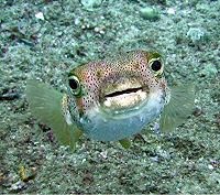 I love puffer fish - I didn`t take this pic - but gosh it is so cute