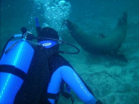 Santa Barbara Island Sea Lion - MY GOSH THEY WERE FUN