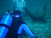 Santa Barbara Island Sea Lion - MY GOSH THEY WERE FUN