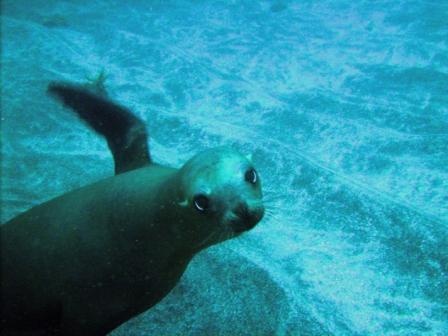 My Santa Barbara Island Dive Buddy