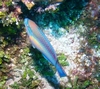 My favorite - I think it is a Princess Parrotfish