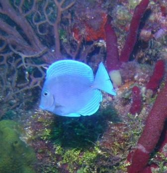 Blue Tang