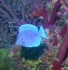 Blue Tang