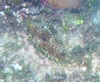 Web burr fish