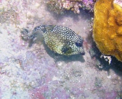 trunkfish