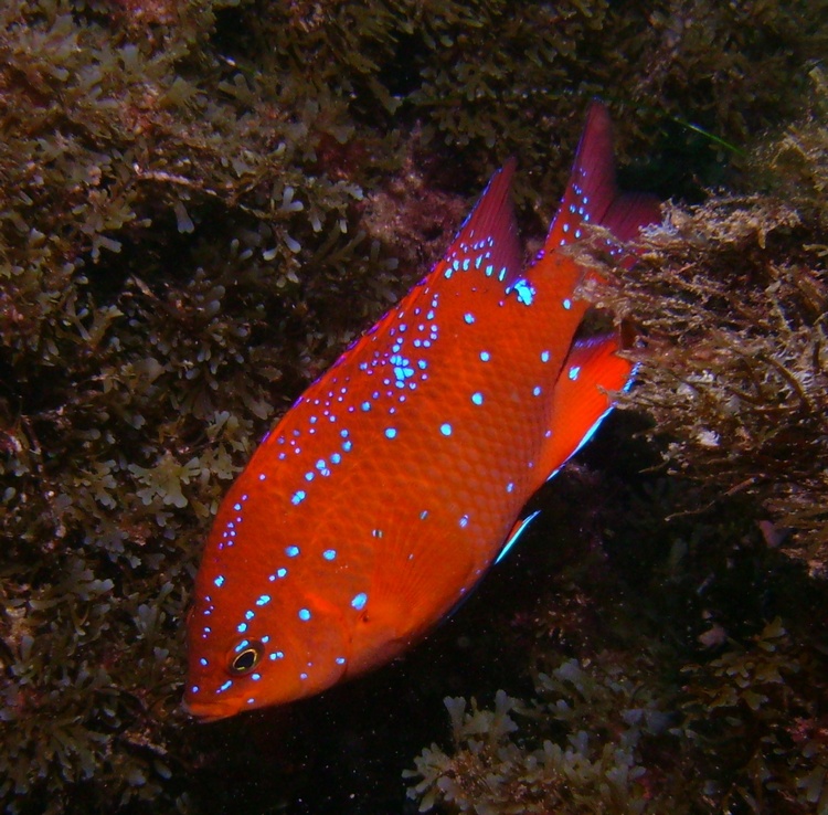 juvenile garabaldi - catalina