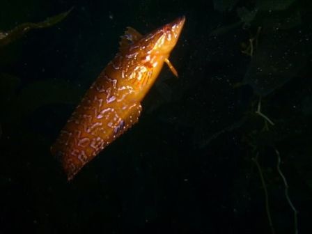 Kelp fish - catalina (looks fake doesn`t it?)