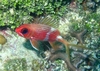 Squirrel fish - Jamaica