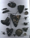 Megalodon shark teeth