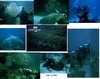 Looe Key dive