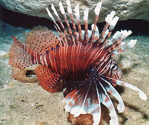 Lionfish at night