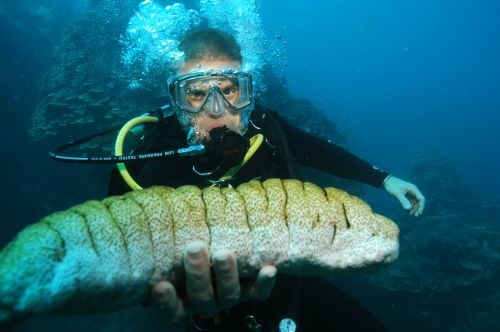 Holding at Sea Cucumber In Austrailia