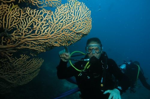 Sea Fan In Austrailia