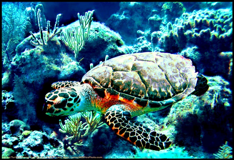 "Grand Turtle"  Grand Turk Island, February 2008