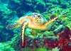 Waiving Turtle-Isla Majures, Mexico