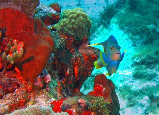 Happy Angel—Isla Majures, Mexico