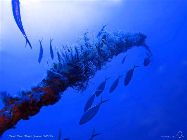 "Coral Rope"  Negril Jamaica