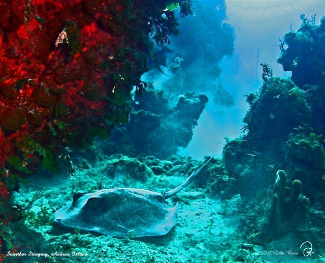 "Alien Ray"   Andros Island, Bahamas