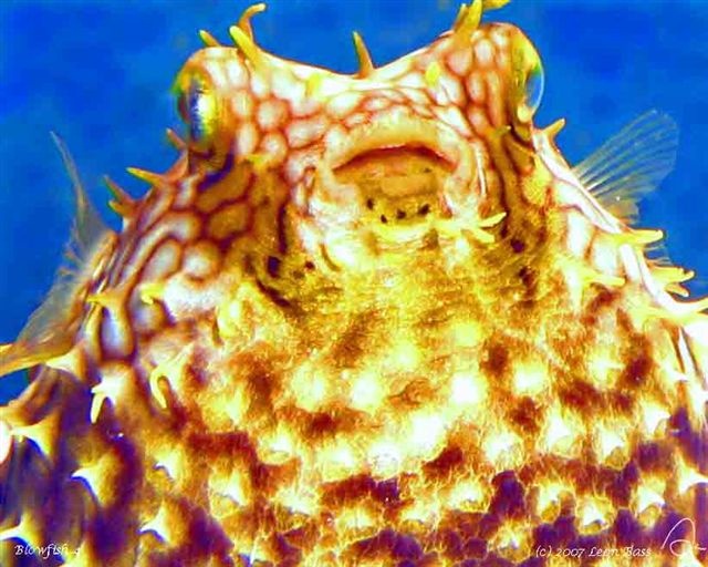 Blowfish, Sandy Cay Reef, Negril Jamaica 