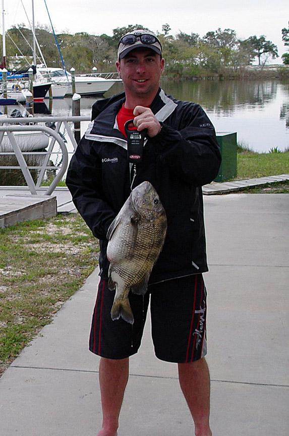 7lbs Sheepshead