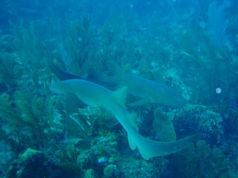 nurse sharks