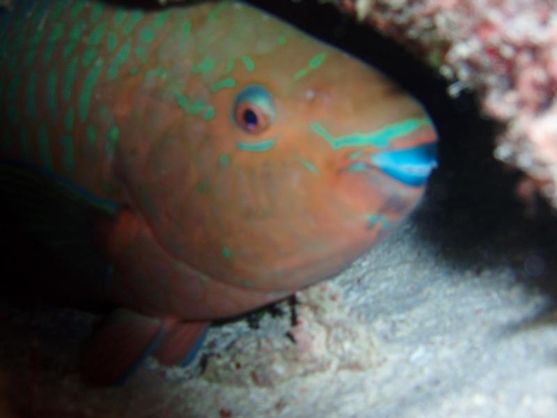 night dive, believe it or not this parrot fish was the size of a 50 gal drum