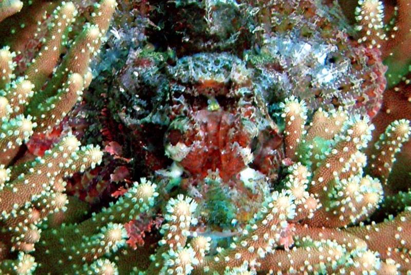 scorpion fish, Dumaguete, Philippines