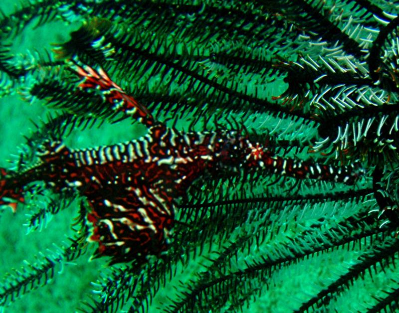 pipefish