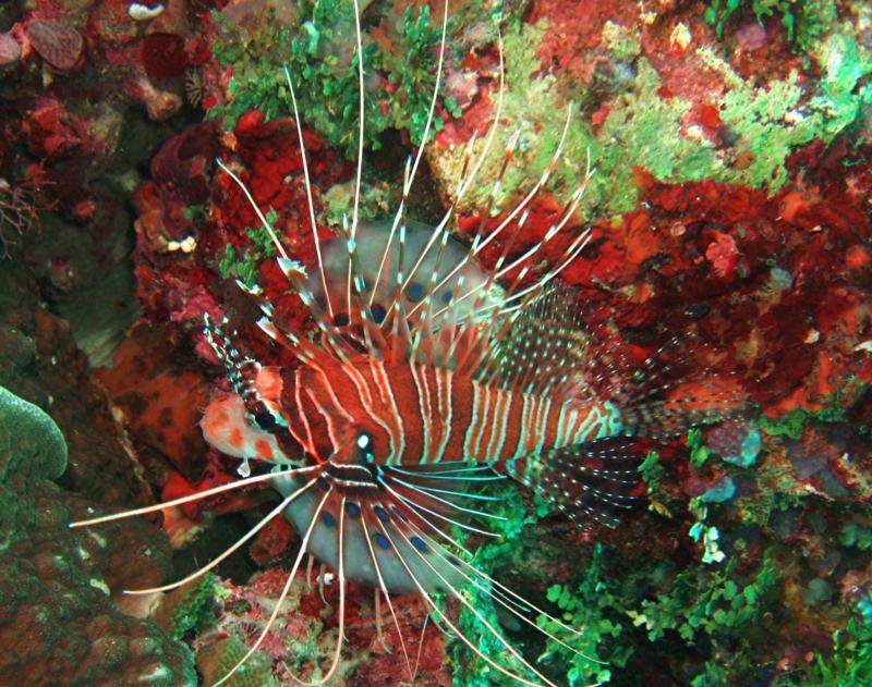 lionfish