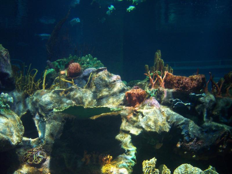 Epcot Living Seas