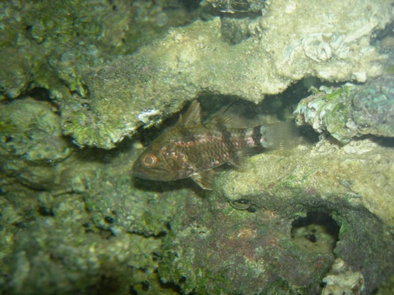 Persian Gulf Cardinal fish