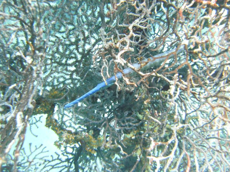 Trumpet Fish