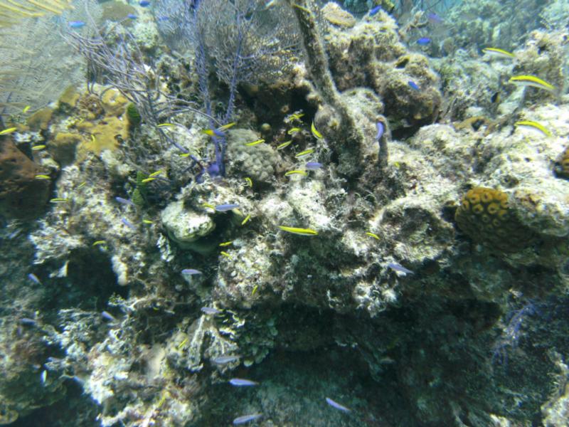 How many fish do you see?