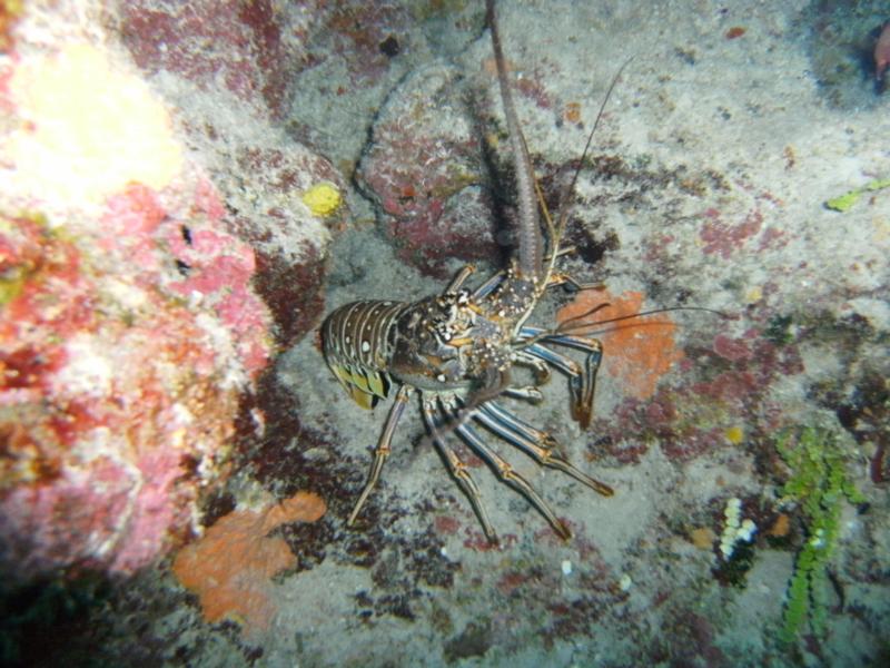 Big Arsse Lobster