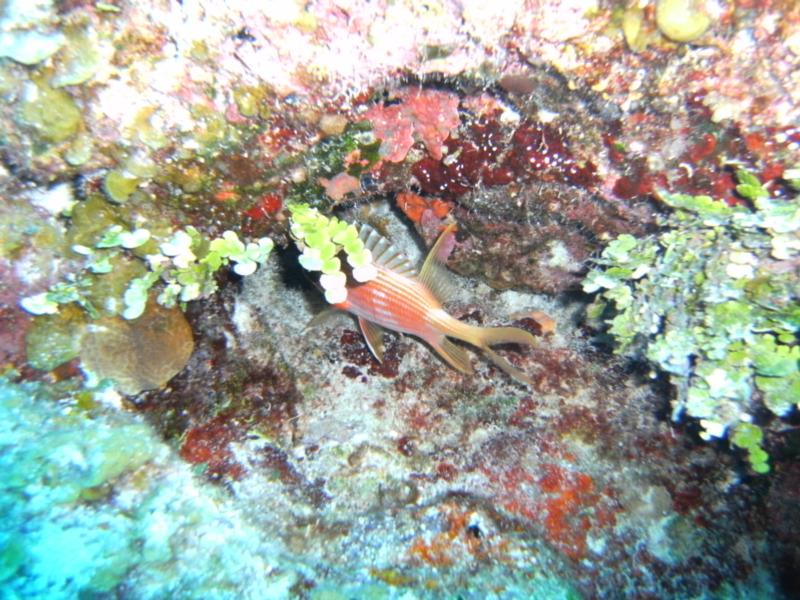 Hidden Squirrel Fish