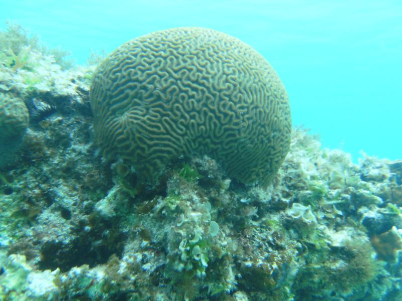 Big Brain in Guana Cay Bahamas