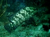 Grouper