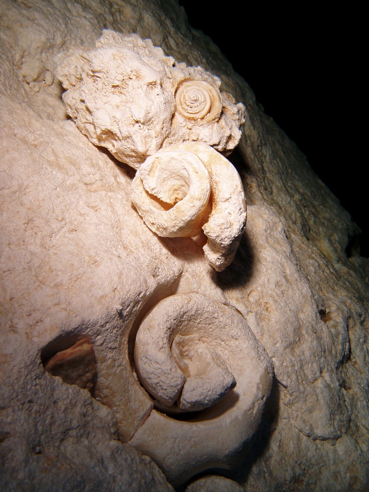 shells at cenote tajmahal