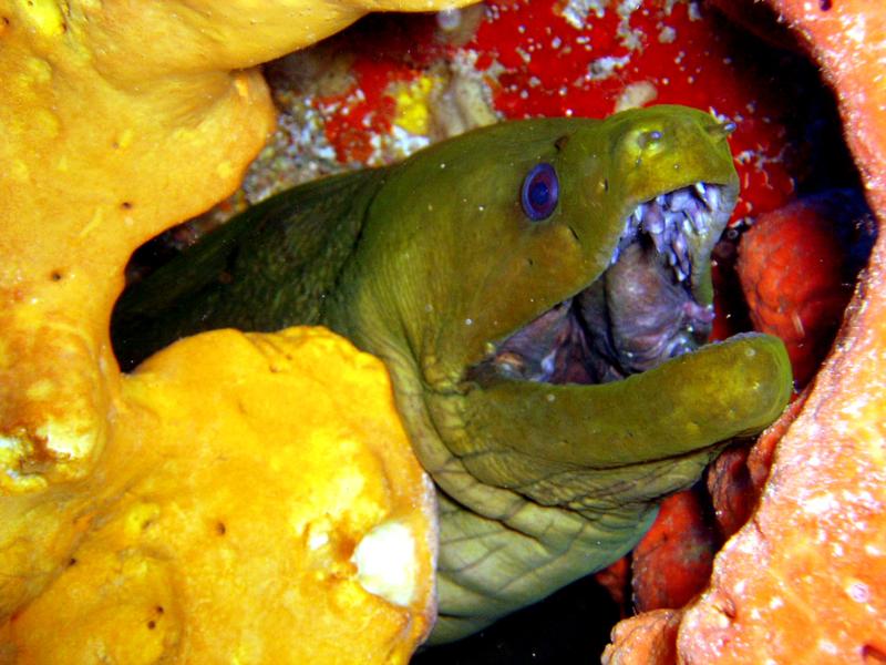 green eel at Cancun