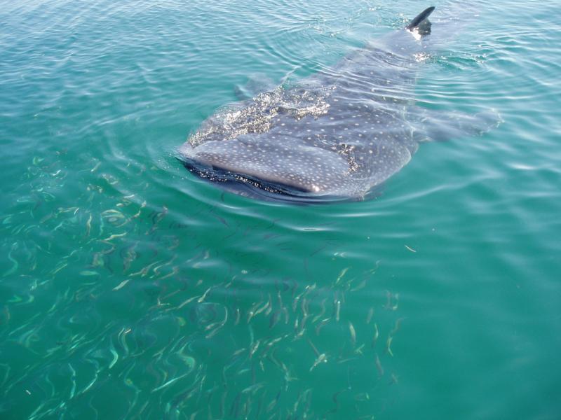 Whale shark