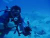 Bull shark dive at Playa del Carmen