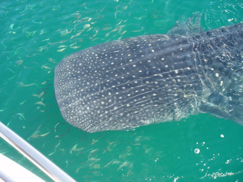 Whale Shark -  Mexico