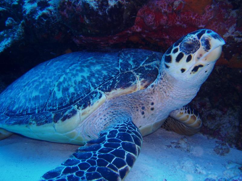 Turtle at Cozumel