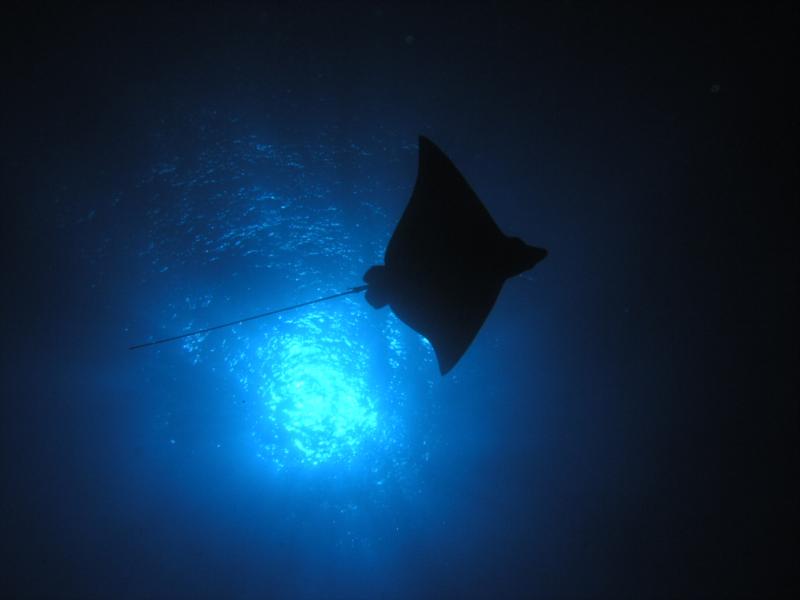 Eagle Ray. Cancun Quintana Roo Mexico